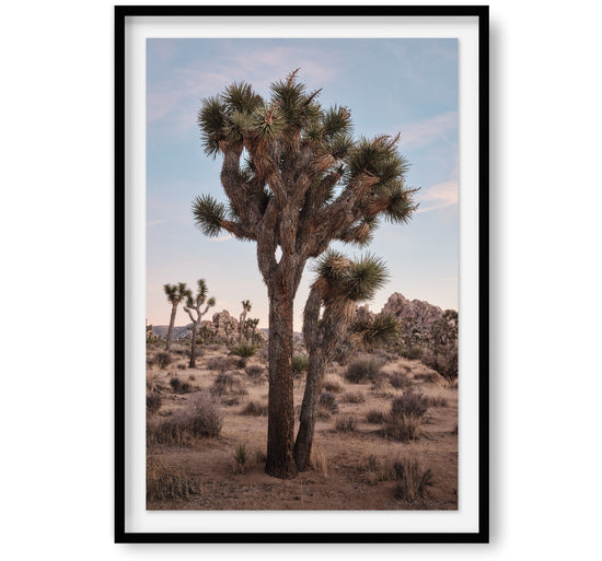 Joshua Tree